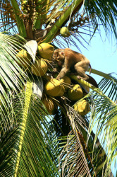 Thaïlande, Voyages, Mowxml, Hua Hin