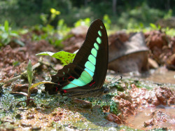 Thaïlande : le Triangle d'Emeraude : parc de Khao Yai