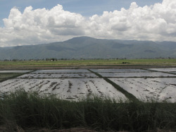 Thaïlande : le Triangle d'Or : Chiang Khong